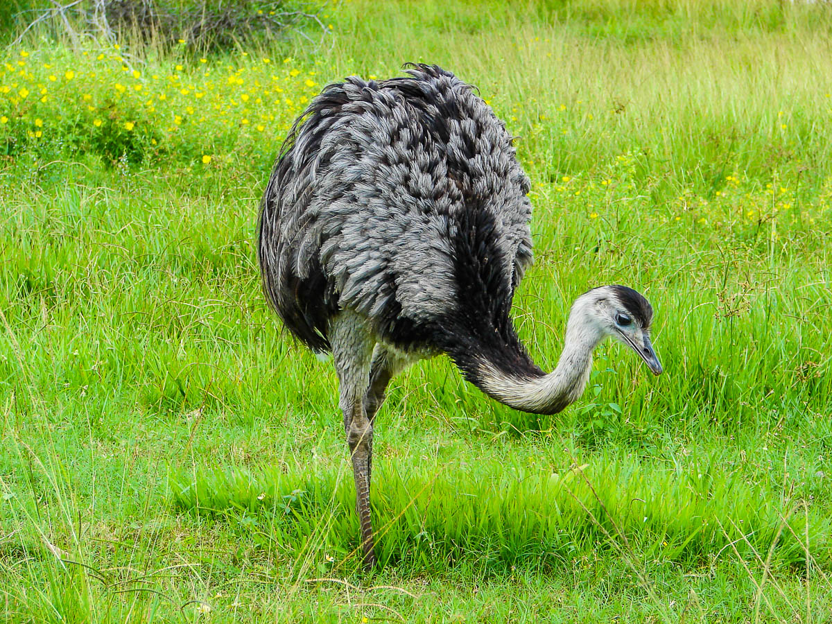 Greater Rhea by Reinhard Thomas ©
